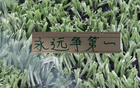 连续收割3个中超冠军！再加第一跑男